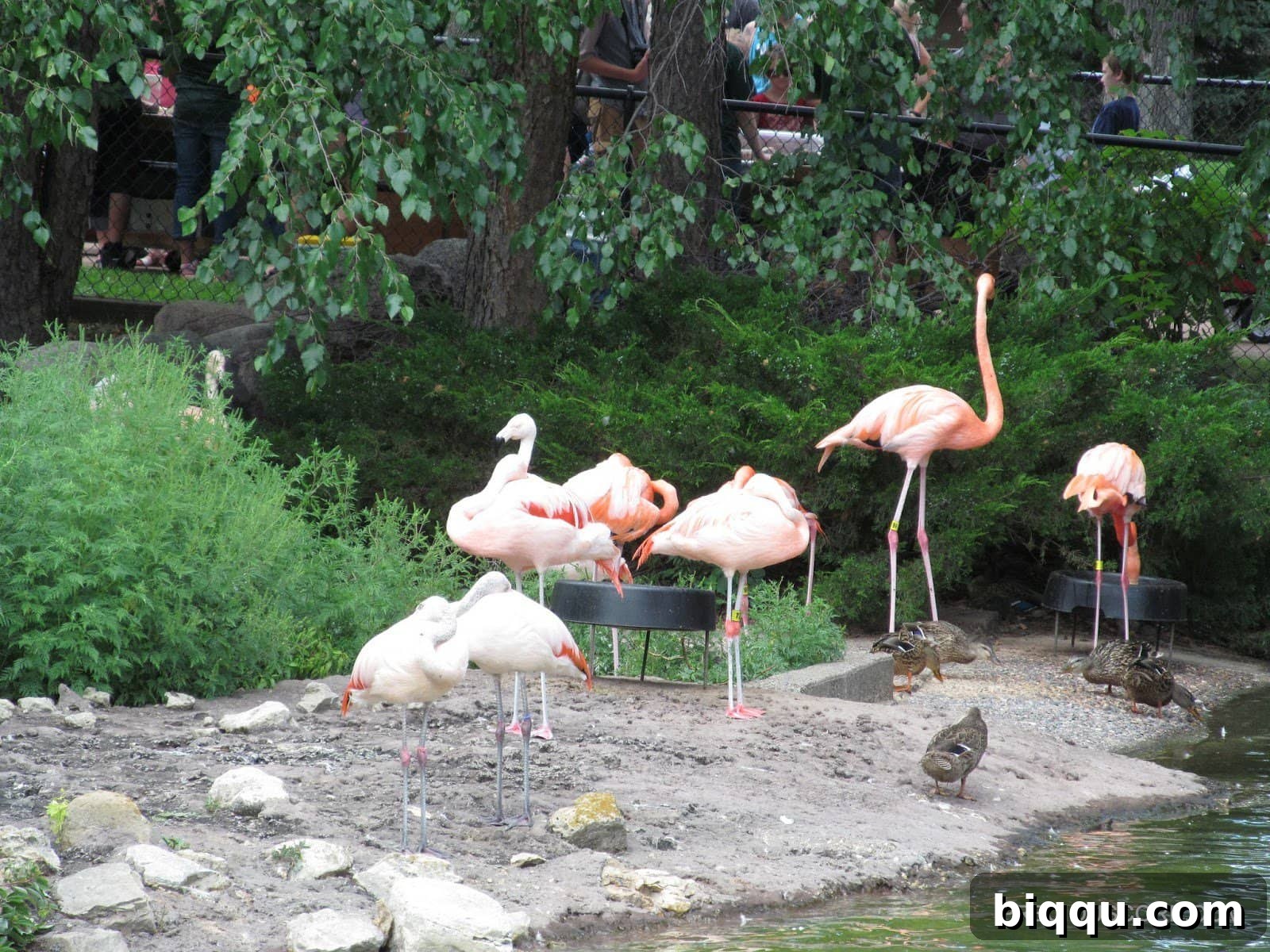 Several pink flamingos standing elegantly in their enclosure at Como Zoo