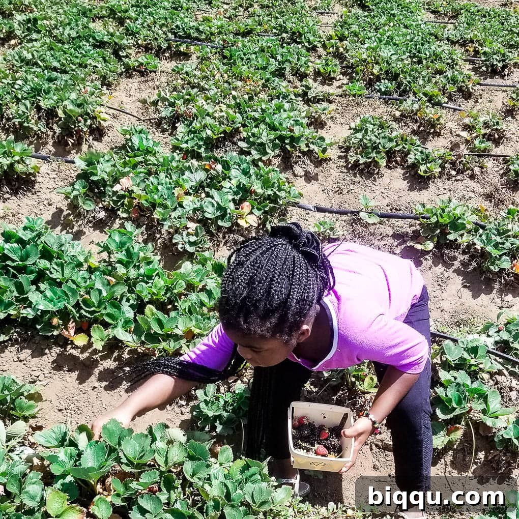 A young girl crouching carefully to pick vibrant red strawberries from a bountiful patch.