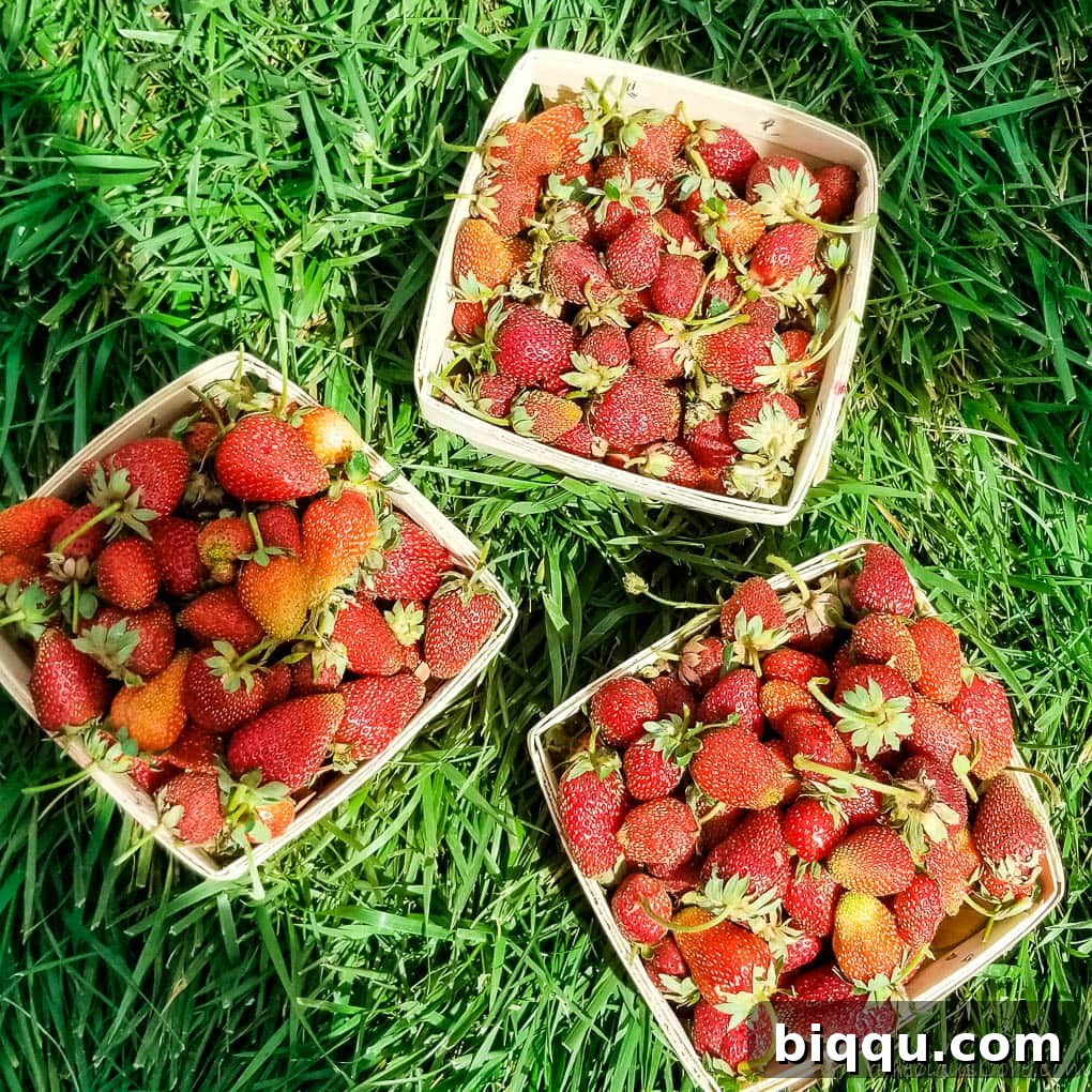 Three overflowing containers of freshly-picked, ripe strawberries, a sweet reward from a day of berry picking.