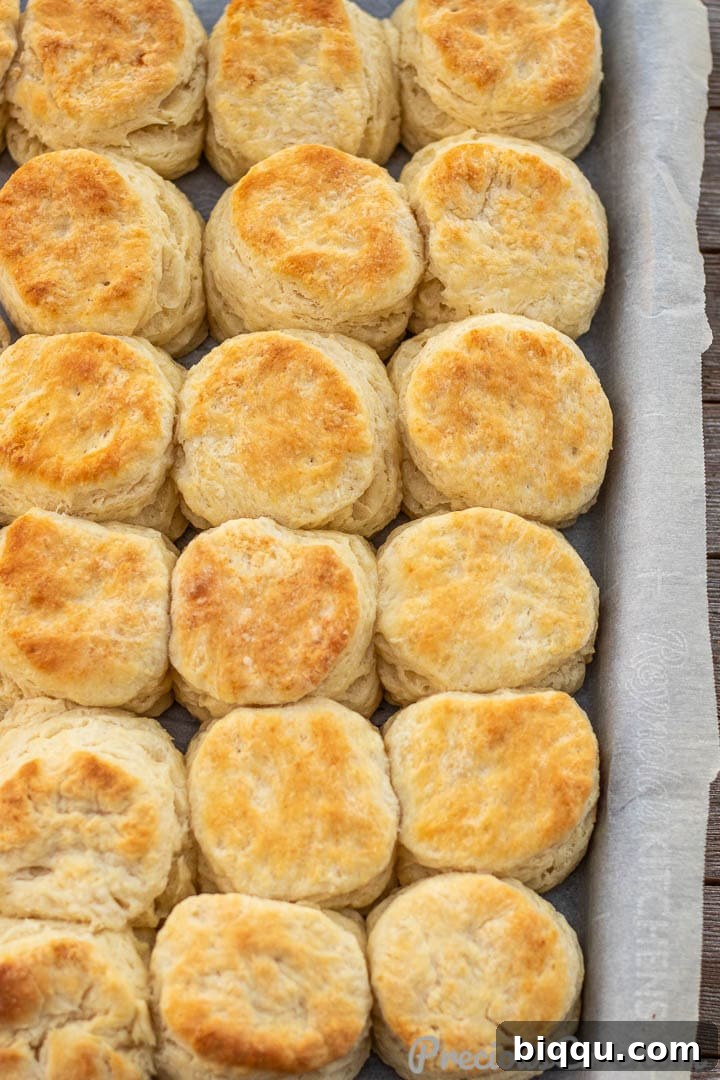Baked biscuits emerging from the oven, golden and risen.