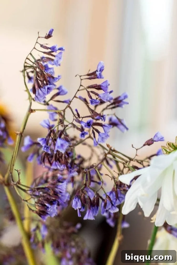 Small purple flowers in garden.