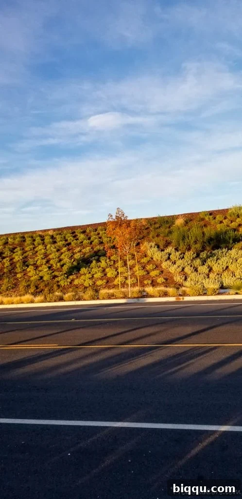 road, sky, plants on a slope
